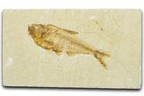 Detailed Fossil Fish (Diplomystus) - Wyoming #330826-1